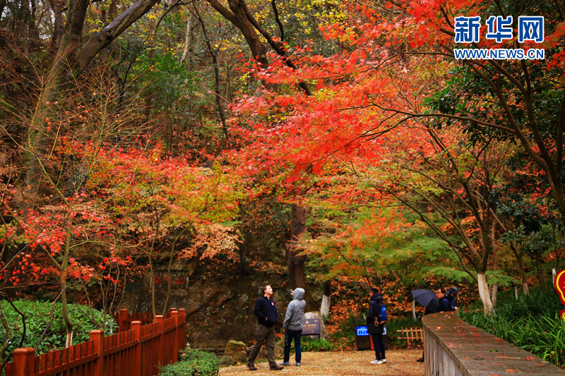 南京栖霞山迎来最美“枫”景