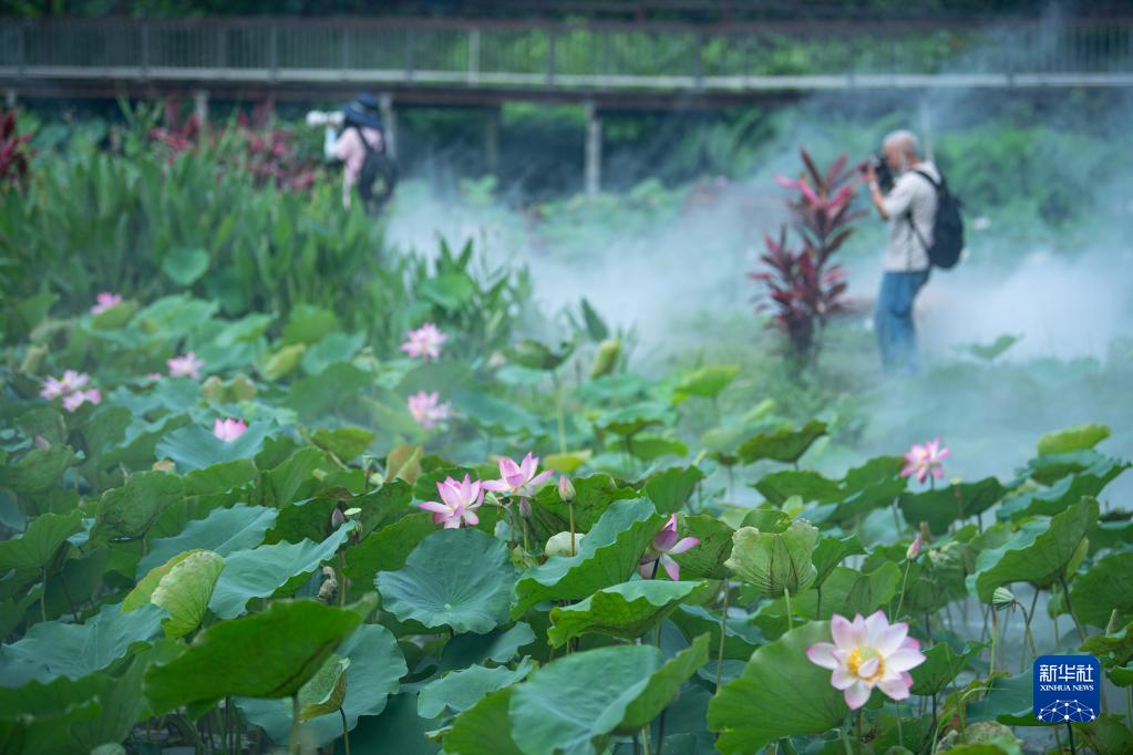 第二十三届澳门荷花节揭幕
