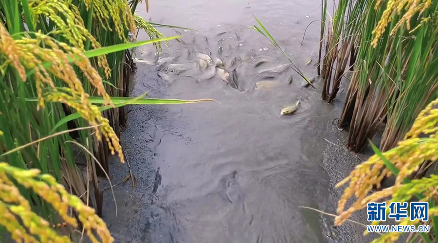 稻香魚肥！云南安寧“稻花魚”迎來豐收