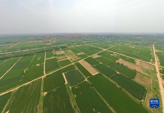 滄州渤海新區(qū)黃驊市舊城鎮(zhèn)仙莊片區(qū)旱堿地麥田（5月11日攝，無人機照片）。