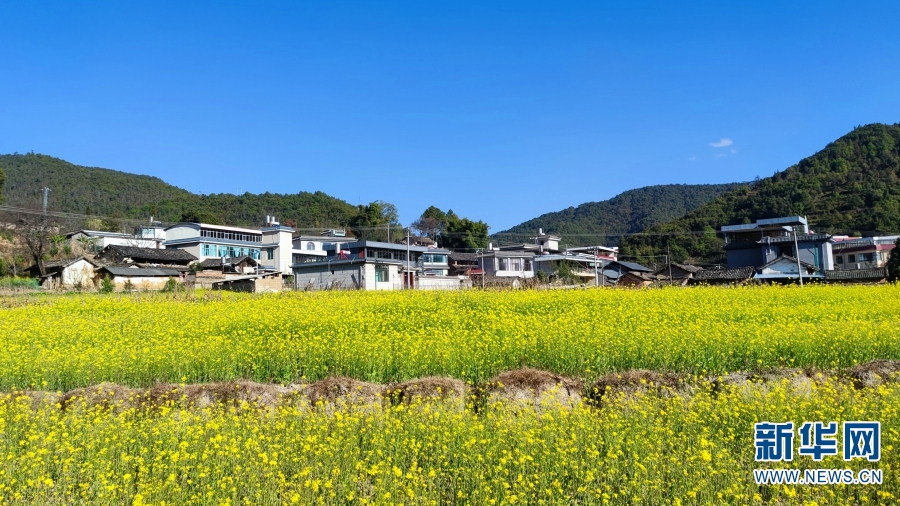 云南：冬日暖阳 更戛坝子油菜花开