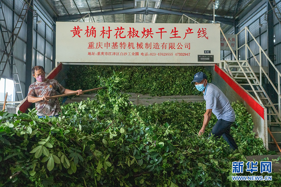 香麻天下出口創(chuàng)匯 江津如此多“椒”