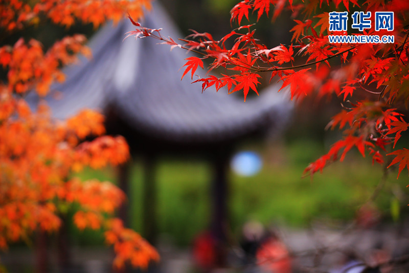 南京栖霞山迎来最美“枫”景