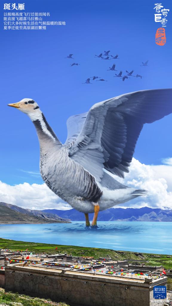 苍穹巨灵·羌塘篇 苍穹巨灵·羌塘篇