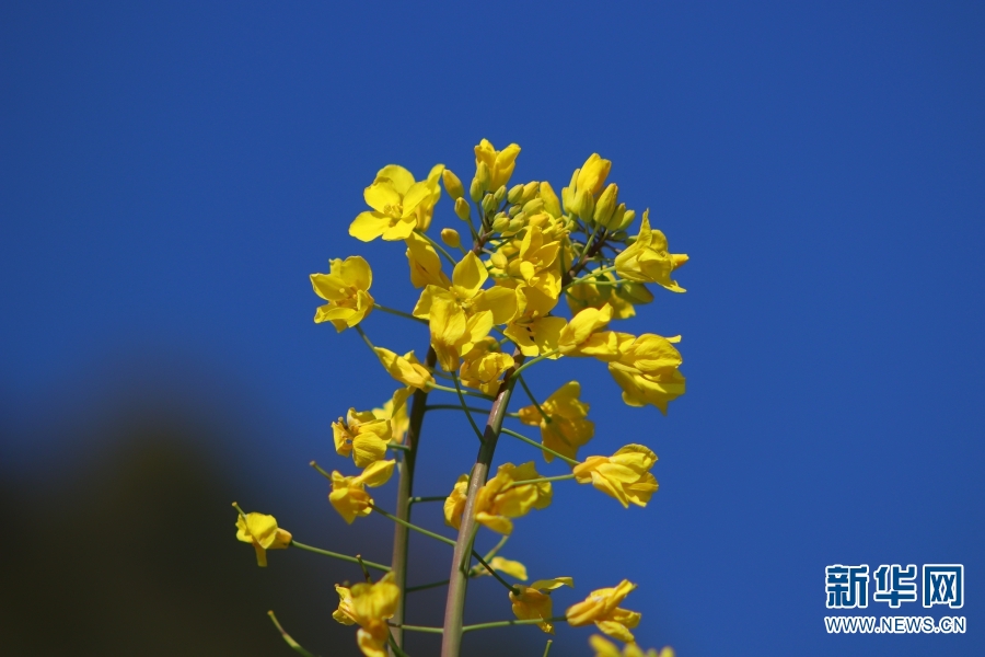 云南：冬日暖阳 更戛坝子油菜花开