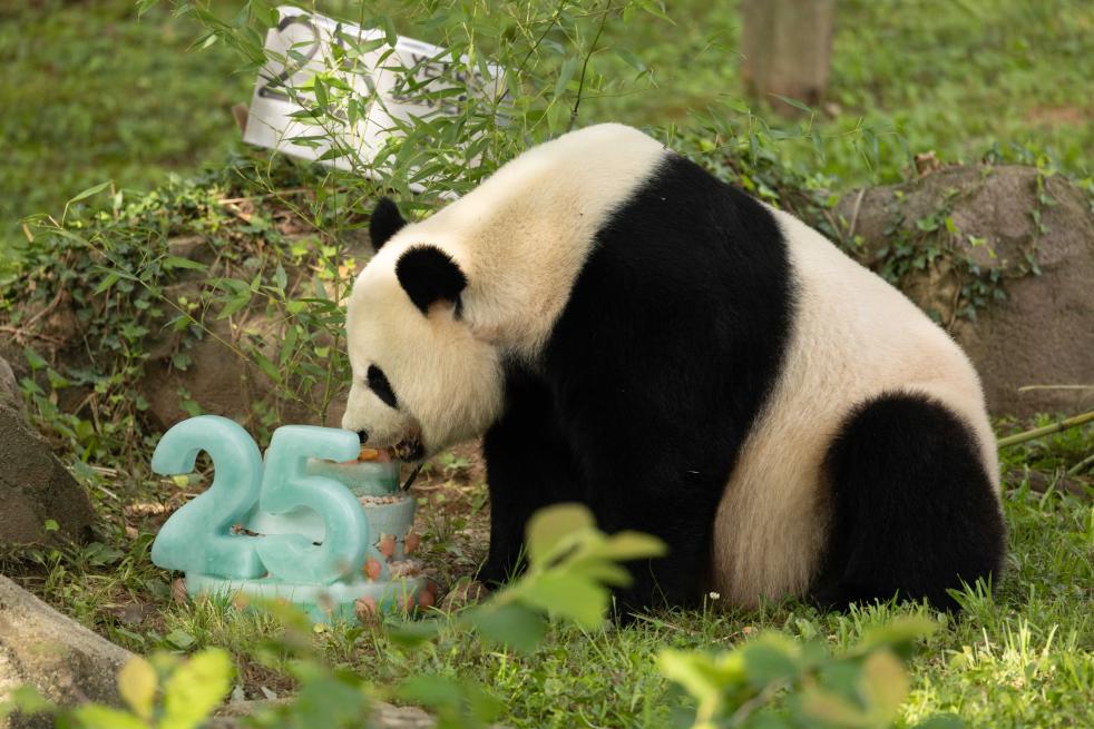 祝好运，两不相忘——华盛顿惜别大熊猫“美香”一家
