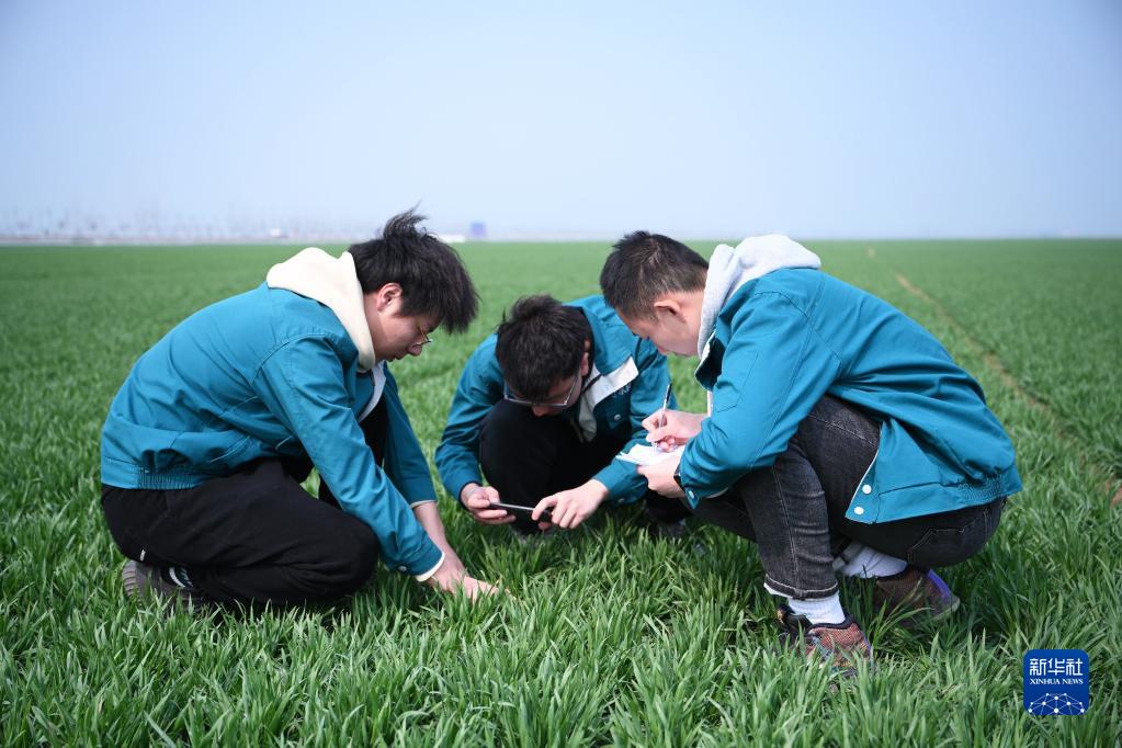 大學生“新農(nóng)人”助力端牢“中國飯碗”