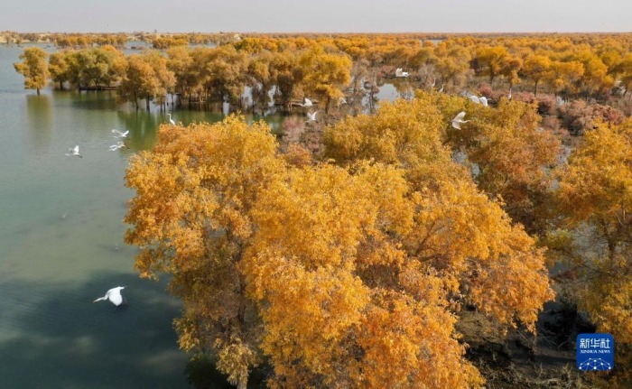 這是10月31日在新疆尉犁縣羅布淖爾國家濕地公園拍攝的胡楊林（無人機(jī)照片）。