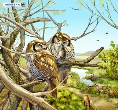 “离经叛道”的古老猫头鹰——科学家发现600万年前昼行性猫头鹰化石 “离经叛道”的古老猫头鹰——科学家发现600万年前昼行性猫头鹰化石