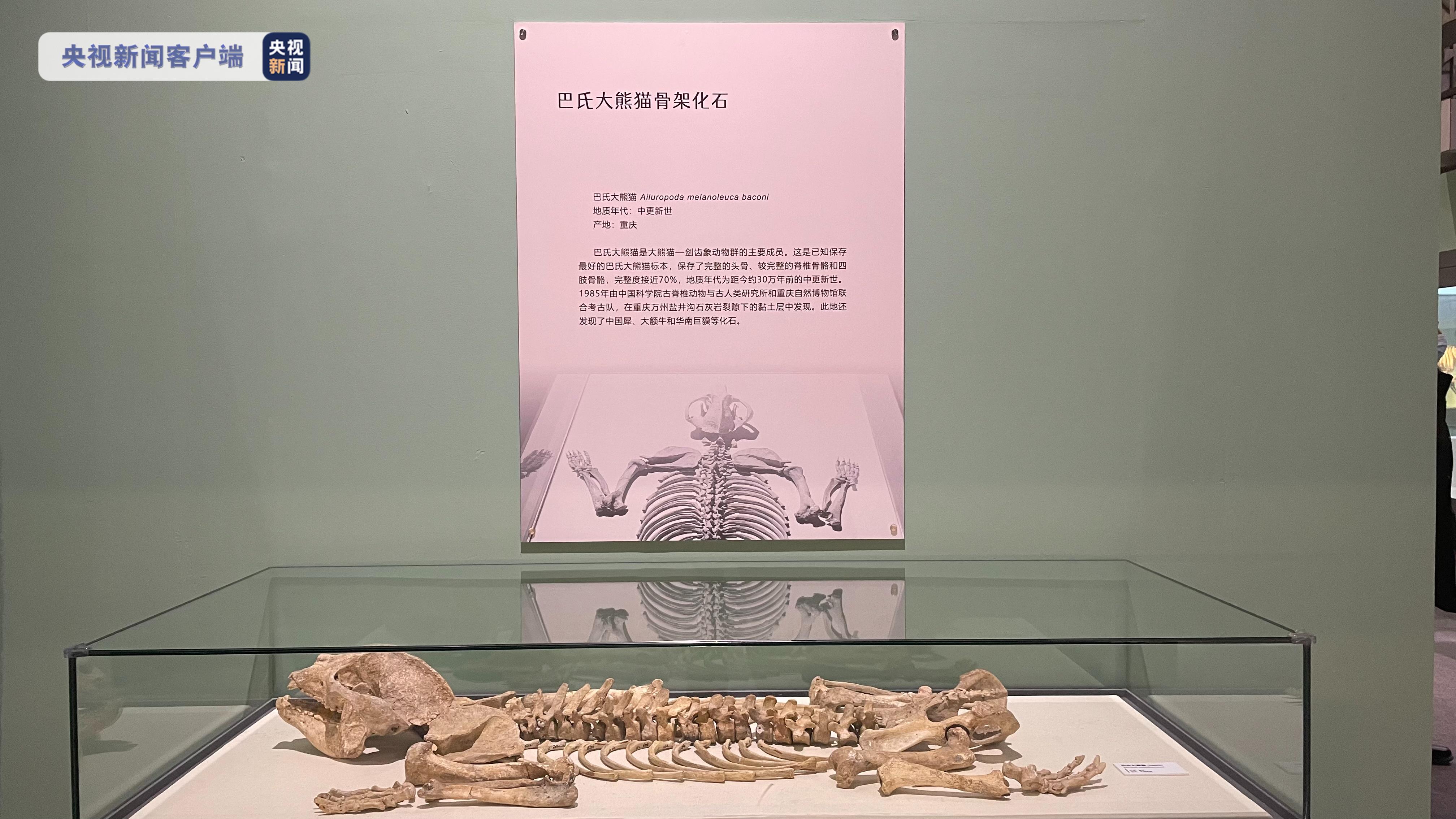 “熊猫时代——揭秘大熊猫的前世今生”展览开幕