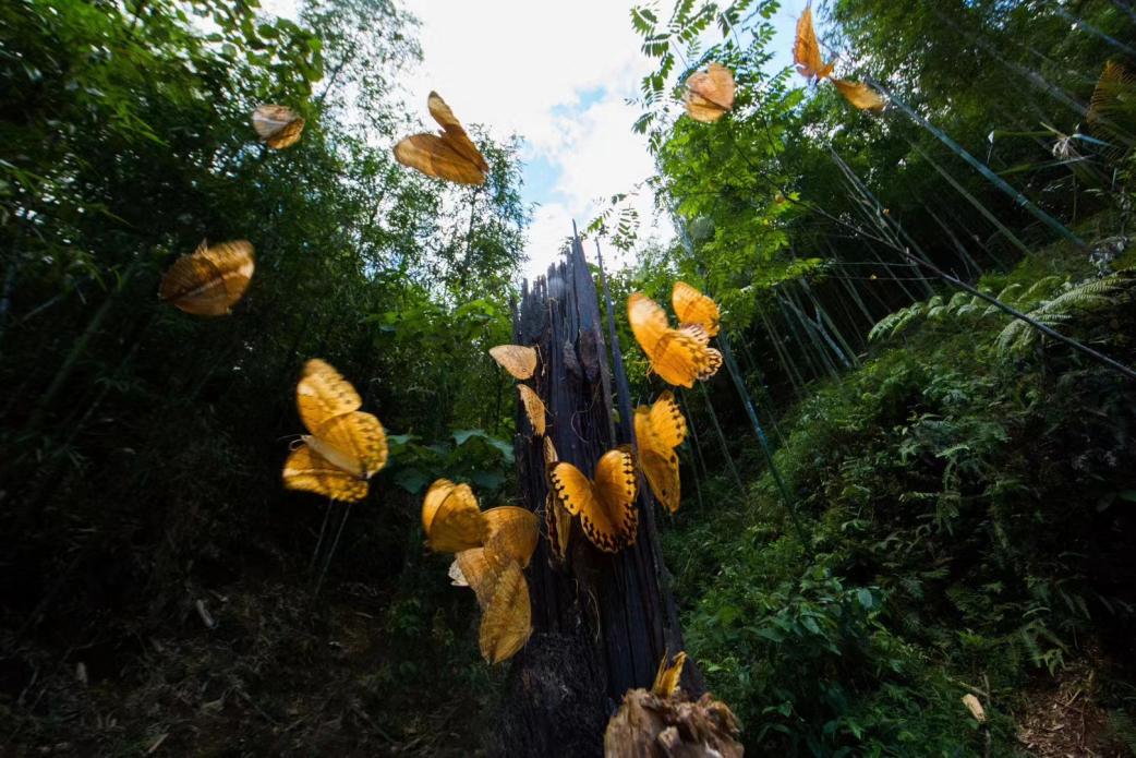 中國·紅河蝴蝶谷即將迎來蝴蝶大爆發(fā)