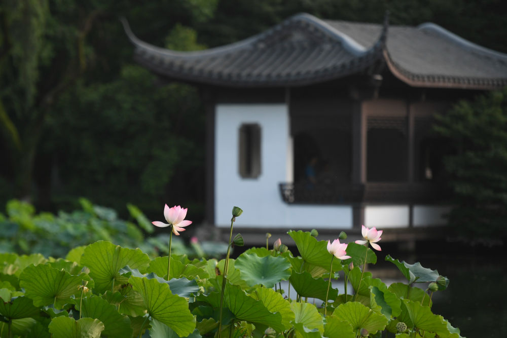 在杭州，走進亞運之城的生態(tài)畫卷