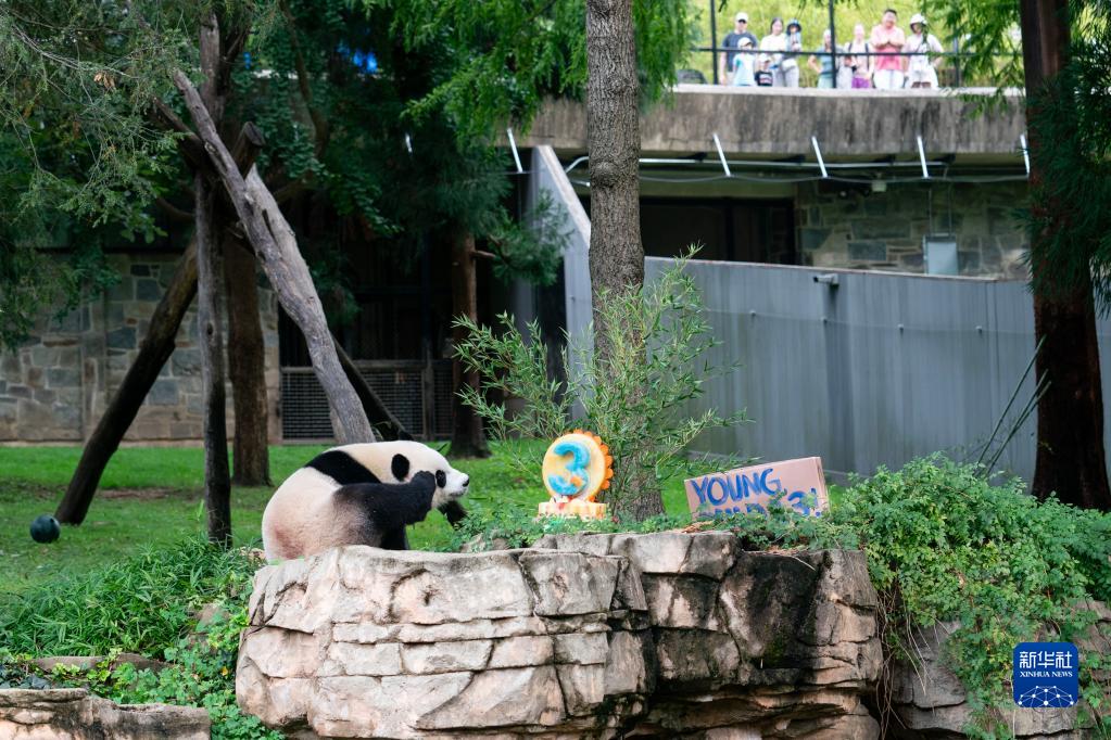 大熊猫幼崽“小奇迹”在美国迎来3岁生日