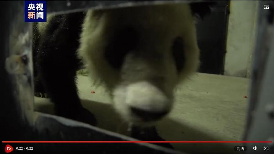 “丫丫”已转移至隔离检疫区!最新画面来了 “丫丫”已转移至隔离检疫区!最新画面来了_fororder_截图录屏_选择区域_20230428110835
