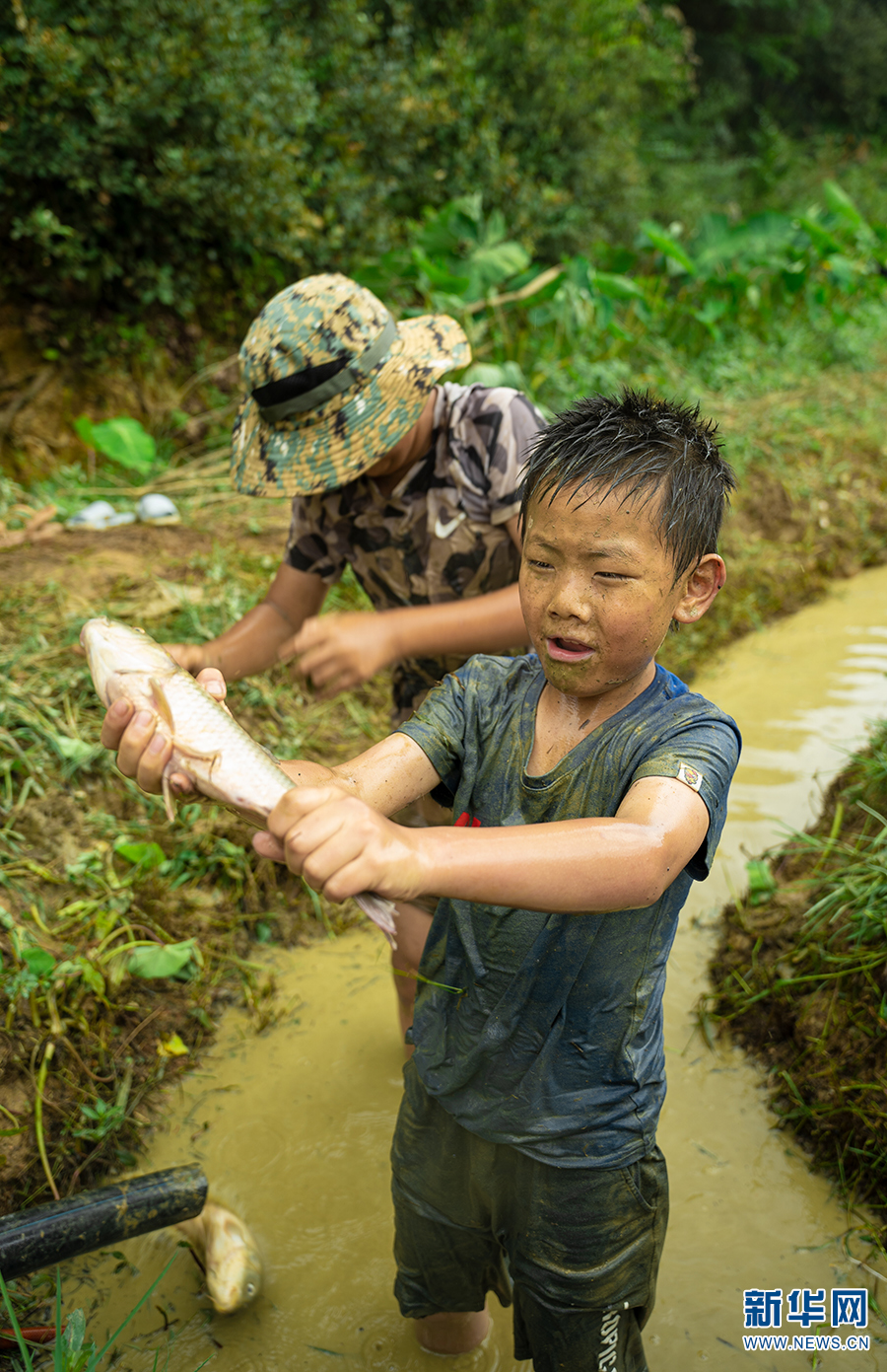 稻香魚肥！云南安寧“稻花魚”迎來豐收