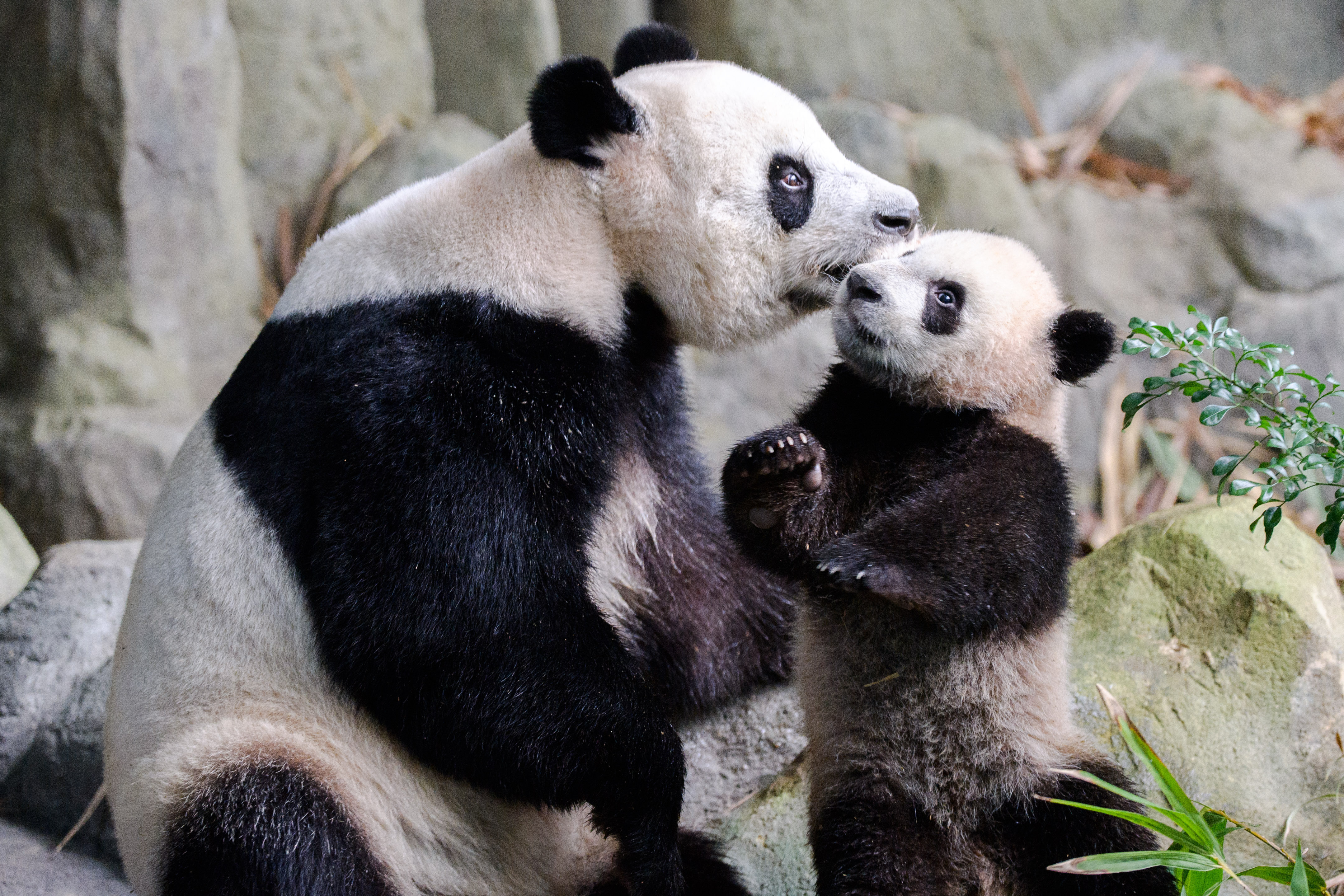 新加坡首只本土出生大熊猫“叻叻”和妈妈一起亮相 新加坡首只本土出生大熊猫“叻叻”和妈妈一起亮相