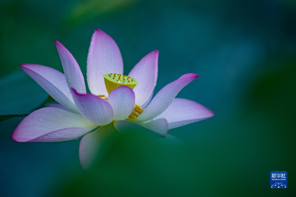 第二十三届澳门荷花节揭幕